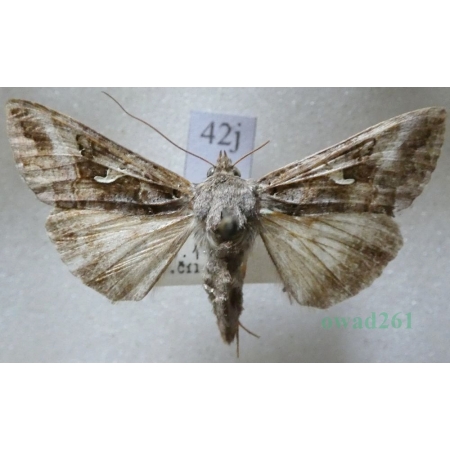 Autographa buraetica (Staudinger, 1892) Błyszczka Czech42j